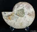 Inch Split Ammonite (Half) #3028-1